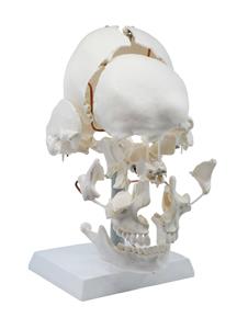 AMCH1049AS | Beauchene Exploded Skull Model - 13 Parts - Life Size - Mounted on Articulated Stand - Eisco Labs