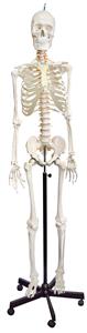 AMCH1050AS | Human Skeleton Model, Natural Size & Color - Flexible Spine & Joints - Nerve Branches - Rod Mount with Rolling Base - Eisco Labs