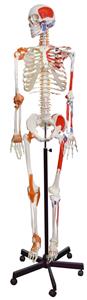 AMCH1051AS | Human Muscular Skeleton Model, Natural Size - Flexible, Painted Muscle Origins & Insertions, Ligaments Details - Rod Mount with Rolling Base - Eisco Labs