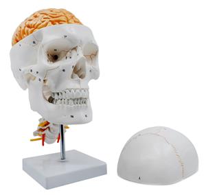 AMCH1052AS | Numbered Skull Model, with 3D Brain - Sutures & Cervical Vertebrae  - Natural Color & Size - Mounted on Stand - Eisco Labs