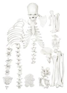 AMCHA100ASHALF | Disarticulated Human Skeleton - HALF - Medical Quality, Life Sized (62" Model Height) - 23 Intervertebral Discs, 3 Part Skull with Moveable Jaw - Eisco Labs