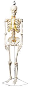 AMCHA105H | Human Skeleton Model, Half Size - With Nerve Endings - Hanging Mount - Incredible Detail for Anatomical Study - Eisco Labs