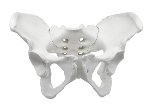 AMCHA589AS | Female Pelvis Model, Human - Life Size, 3D Rendering for Anatomical Study - Medical Quality - Eisco Labs