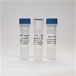 BST-RB-2000 | BST Prime Polymerase with 10X Reaction Buffer