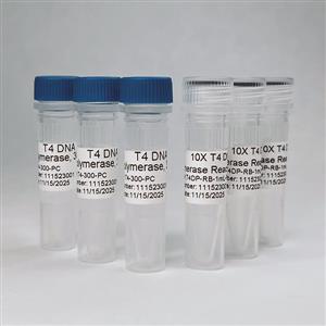 T4DP-300 | T4 DNA Polymerase Kit