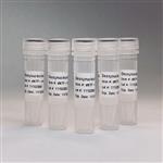 dNTP-1ml | UltraPure Deoxynucleotide Solution Mix