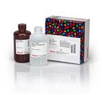 PI21050 | Thermo Scientific Pierce Western Blot Signal Enhan