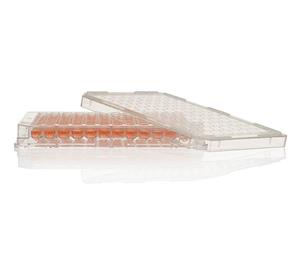 12565216 | Plate 96well Bacti Vbtm 180/cs