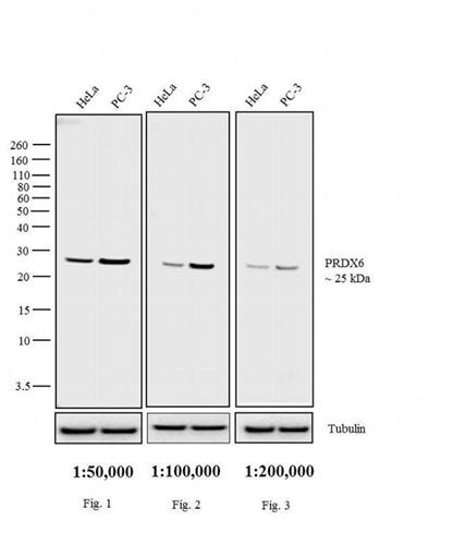 PI31820 | Goat Ant rbbt Biotin1.5mg