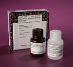 PI32109 | Thermo Scientific Pierce ECL Western Blotting Subs