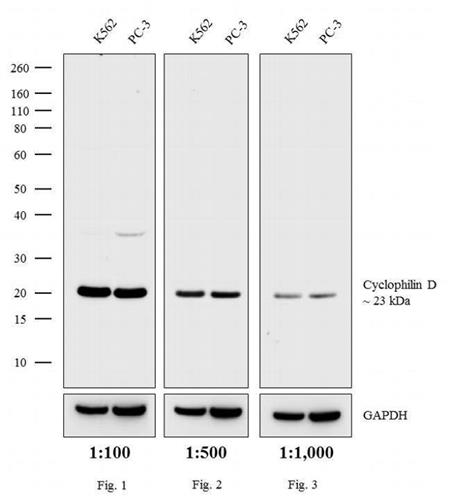 PI32460 | Invitrogen Antigen Rabbit IgG H L Host Species Goa