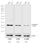 PI32460 | Invitrogen Antigen Rabbit IgG H L Host Species Goa