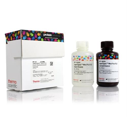 PI34577 | Thermo Scientific SuperSignal West Pico PLUS Chemi