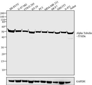 PI62204 | Invitrogen Antigen alpha Tubulin Host Species Mous