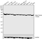 PI62204 | Invitrogen Antigen alpha Tubulin Host Species Mous