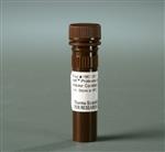 PI78441 | Thermo Scientific Halt Protease and Phosphatase In