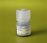 PI84788 | Thermo Scientific Pierce LDS Sample Buffer Non Red