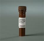 PI87785 | Thermo Scientific Halt Protease Inhibitor Cocktail