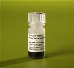 PI88826 | Thermo Scientific Pierce NHS Activated Magnetic Be