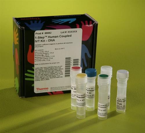 PI88882 | Thermo Scientific 1 Step Human Coupled IVT Kit DNA
