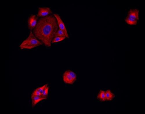 PIA32742 | Invitrogen Antigen Mouse IgG H L Highly Cross Adso
