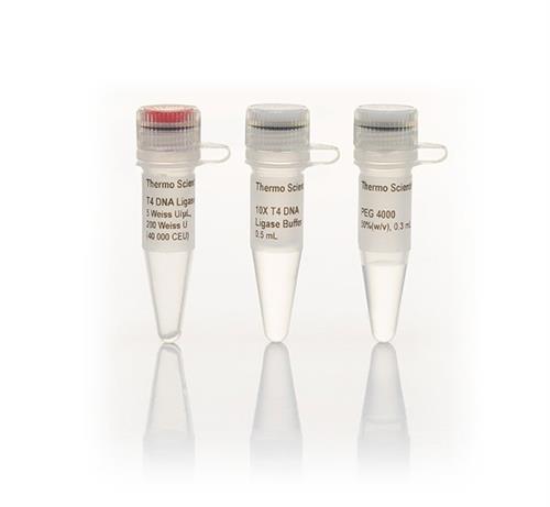 FEREL0011 | Thermo Scientific T4 DNA Ligase 5 U uL 1 000 units