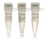 FEREM0821 | Thermo Scientific CpG Methyltransferase M.SssI Qua