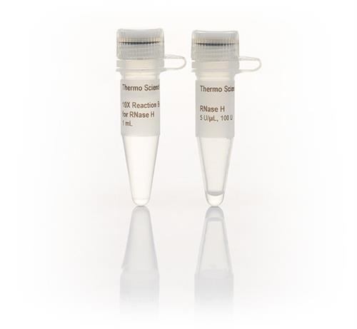 FEREN0201 | Thermo Scientific RNase H 5 U uL 100 units Quantit