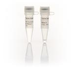 FEREN0201 | Thermo Scientific RNase H 5 U uL 100 units Quantit