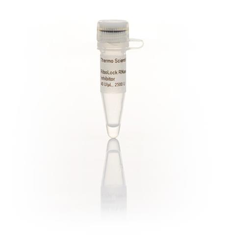 FEREO0382 | Thermo Scientific RiboLock RNase Inhibitor 40 U uL