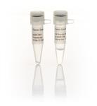 FEREP0092 | Thermo Scientific phi29 DNA Polymerase 10 U uL 1 0