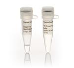 FEREP0702 | Thermo Scientific DreamTaq DNA Polymerase 5 U uL Q