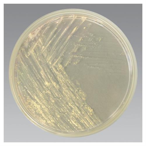 R01603 | Middlebrook 7h11 Agar 10 pk