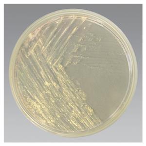 R01603 | Middlebrook 7h11 Agar 10 pk