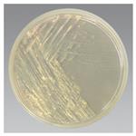 R01603 | Middlebrook 7h11 Agar 10 pk