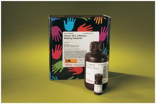 PI80196 | Thermo Scientific Pierce ECL 2 Western Blotting Su