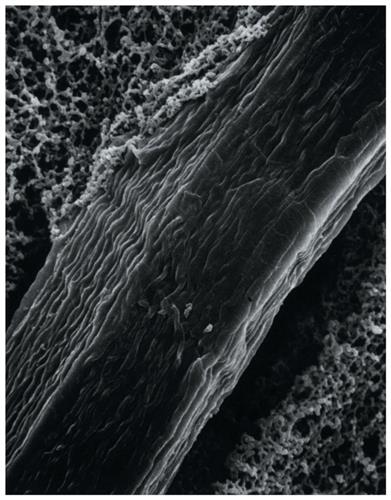 RW1904700 | MilliporeSigma Reinforced Membrane Filters Diamete