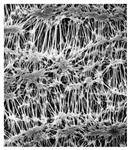 FHLP04700 | MilliporeSigma Fluoropore Membrane Filters 0.45 um