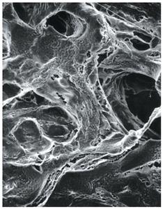 LCWG04700 | MilliporeSigma Mitex Membrane Filters 10 um Gridde