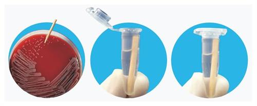 18001031 | 1.28  Toothpick Ndl Pnt 2000pk