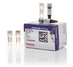 F534L | Phusion Green Hf Dna Pol