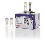 F537L | Phusion Green Hsii Hf Dna Pol