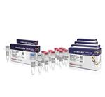 F549N | Phusion Hot Start   Dntps