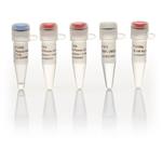 F549S | Phusion Hot Start Ii 100u