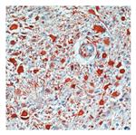 RB087A | GFAP Glial Fibrillary Acidic Protein Host Species