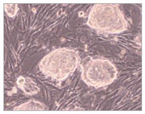 ES009C | Fbs - Es Cell Qualified 100ml