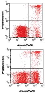 89101293 | Annexin V Apoptosis Kit 1 Kit