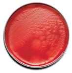 B21734X | Cdc Anaerobe Bld Agr 100/pk