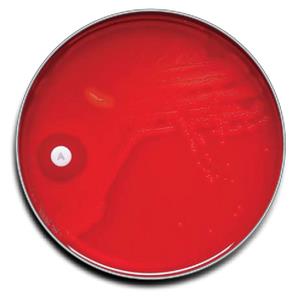 B21780X | Selec Strepp Agar 100/pk    Rx