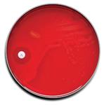 B21780X | Selec Strepp Agar 100/pk    Rx